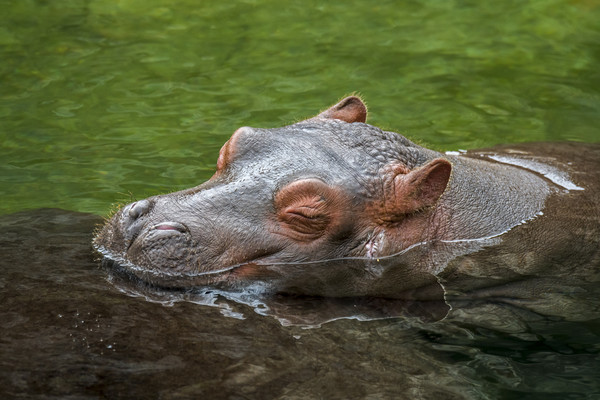 Sleeping Baby Hippo Picture Board by Arterra 