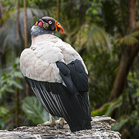 Buy canvas prints of King Vulture  by Arterra 