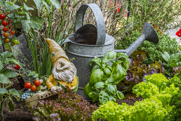Gnome in Kitchen Garden Picture Board by Arterra 
