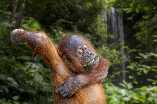 Young Sumatran Orangutan in Jungle Picture Board by Arterra 