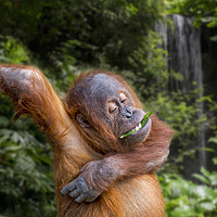 Buy canvas prints of Young Sumatran Orangutan in Jungle by Arterra 