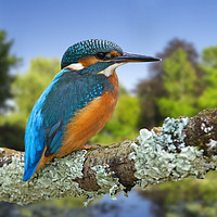 Buy canvas prints of Common Kingfisher by Arterra 