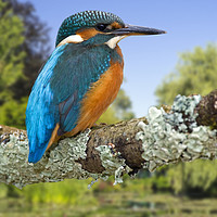 Buy canvas prints of Kingfisher by Arterra 