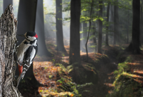 Woodpecker in Forest Picture Board by Arterra 