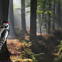 Buy canvas prints of Woodpecker in Forest by Arterra 