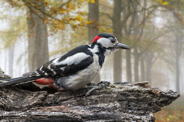 Great Spotted Woodpecker in Autumn Forest Picture Board by Arterra 