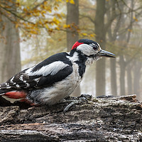 Buy canvas prints of Great Spotted Woodpecker in Autumn Forest by Arterra 