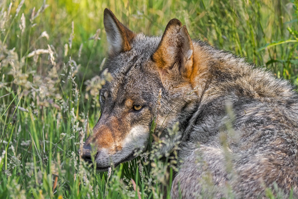 Grey Wolf in Tall Grass Picture Board by Arterra 