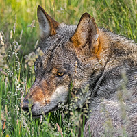 Buy canvas prints of Grey Wolf in Tall Grass by Arterra 