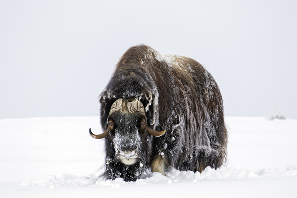 Muskox Bull Picture Board by Arterra 