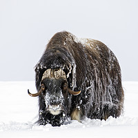 Buy canvas prints of Muskox Bull by Arterra 
