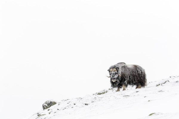 Muskox on the Tundra Picture Board by Arterra 
