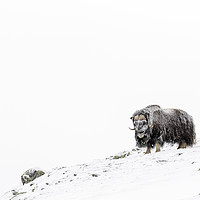 Buy canvas prints of Muskox on the Tundra by Arterra 