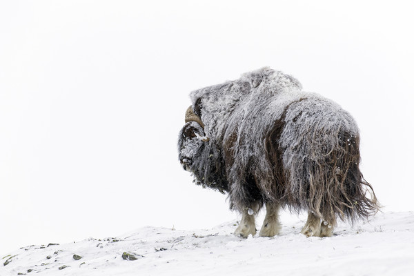 Muskox Bull in Winter Picture Board by Arterra 