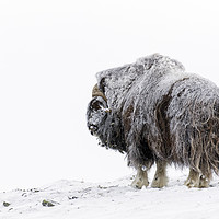Buy canvas prints of Muskox Bull in Winter by Arterra 