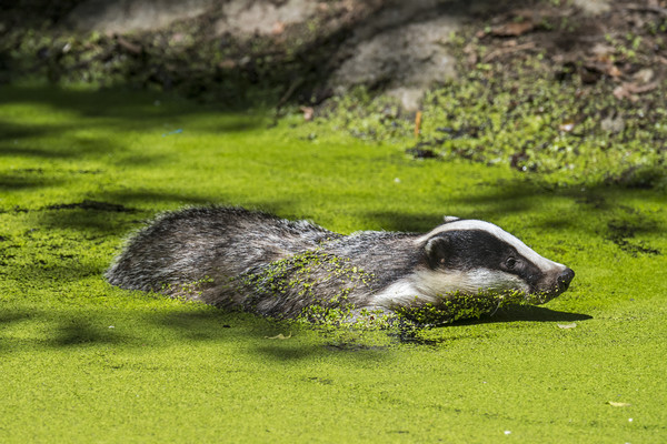 European Badger Swimming in Pond Picture Board by Arterra 