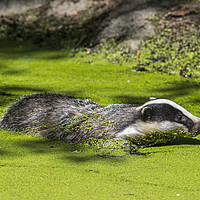Buy canvas prints of European Badger Swimming in Pond by Arterra 