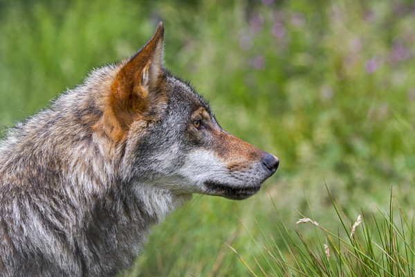 European Grey Wolf Picture Board by Arterra 