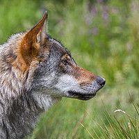 Buy canvas prints of European Grey Wolf by Arterra 