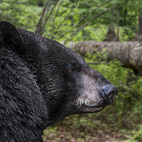Buy canvas prints of American Black Bear by Arterra 