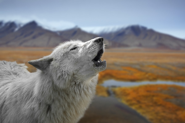 Howling White Wolf on the Tundra Picture Board by Arterra 