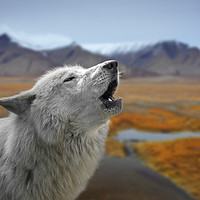 Buy canvas prints of Howling White Wolf on the Tundra by Arterra 