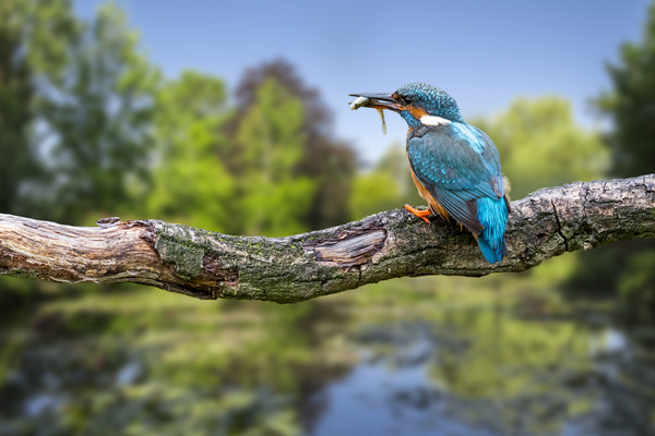 Common Kingfisher with Stickleback Picture Board by Arterra 