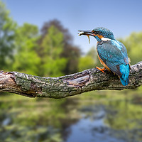 Buy canvas prints of Common Kingfisher with Stickleback by Arterra 