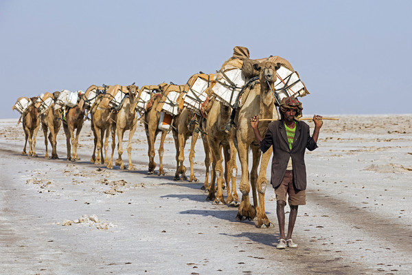 Salt Caravan, Ethiopia Picture Board by Arterra 