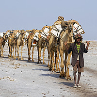 Buy canvas prints of Salt Caravan, Ethiopia by Arterra 