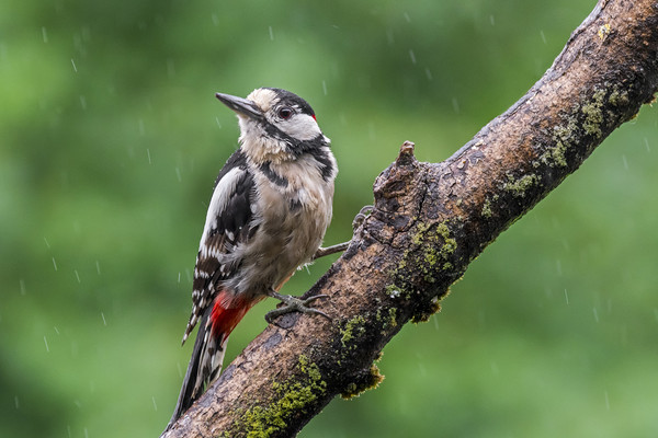 Great Spotted Woodpecker in the Rain Picture Board by Arterra 