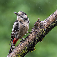 Buy canvas prints of Great Spotted Woodpecker in the Rain by Arterra 