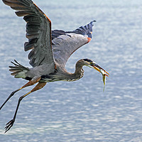 Buy canvas prints of Great Blue Heron with Fish by Arterra 