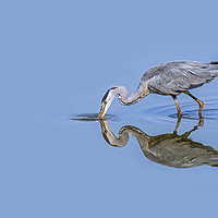 Buy canvas prints of Grey Heron Fishing by Arterra 