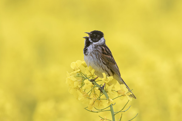 Singing Reed Bunting Picture Board by Arterra 