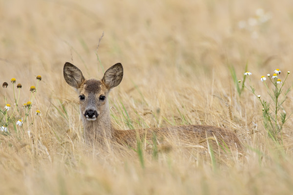 Roe Deer Fawn in Wheat Field Picture Board by Arterra 