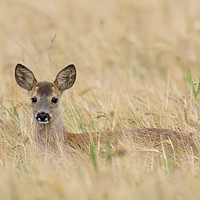 Buy canvas prints of Roe Deer Fawn in Wheat Field by Arterra 