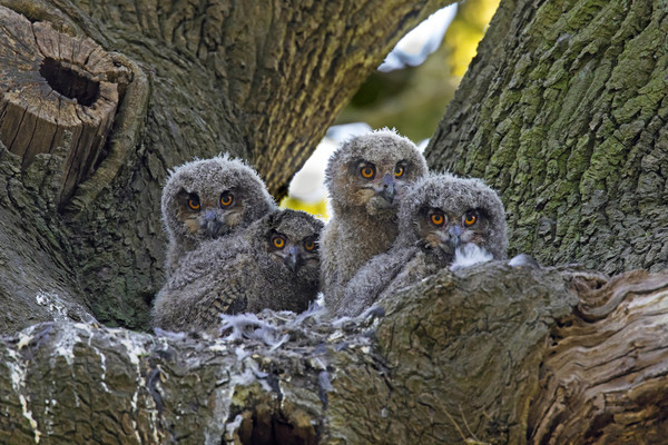 Eagle Owl Chicks Picture Board by Arterra 