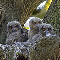 Buy canvas prints of Eagle Owl Chicks by Arterra 