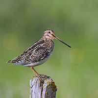 Buy canvas prints of Common Snipe by Arterra 