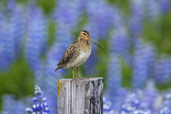 Common Snipe and Lupines Picture Board by Arterra 