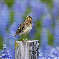 Buy canvas prints of Common Snipe and Lupines by Arterra 