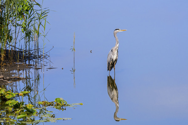 Grey Heron and Reed Bed Picture Board by Arterra 
