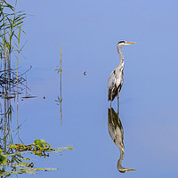 Buy canvas prints of Grey Heron and Reed Bed by Arterra 