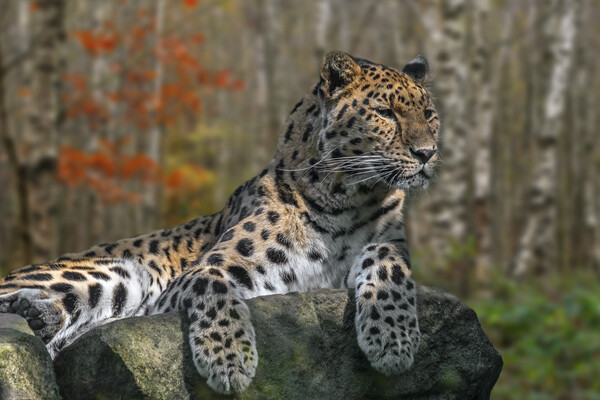 Amur Leopard Picture Board by Arterra 