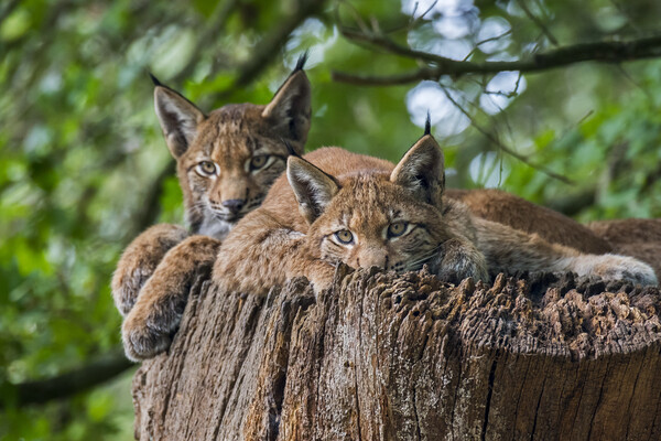 Two Young Lynxes Picture Board by Arterra 