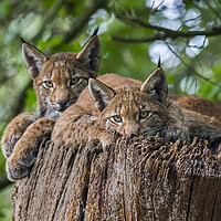 Buy canvas prints of Two Young Lynxes by Arterra 