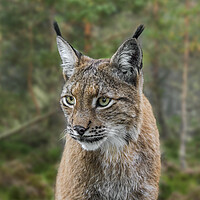 Buy canvas prints of Lynx in Forest by Arterra 