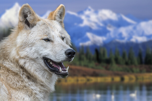 Mackenzie Valley Wolf Picture Board by Arterra 