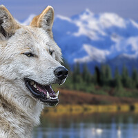 Buy canvas prints of Mackenzie Valley Wolf by Arterra 